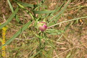 Havikskruidgalwesp (Aulacidea hieracii)